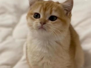 近百只猫疑因食用同一款猫粮后死亡 这款猫粮是什么品牌真的有问题吗，