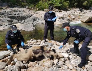 大熊猫河边死亡 警方排除人为猎杀揭露国宝熊猫惨死河边真相