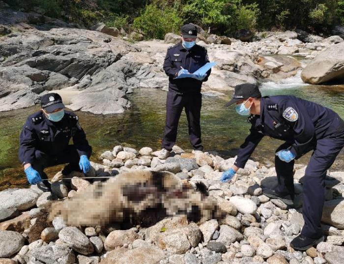 大熊猫河边死亡 警方排除人为猎杀