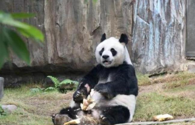 35岁大熊猫在香港接受安乐死
